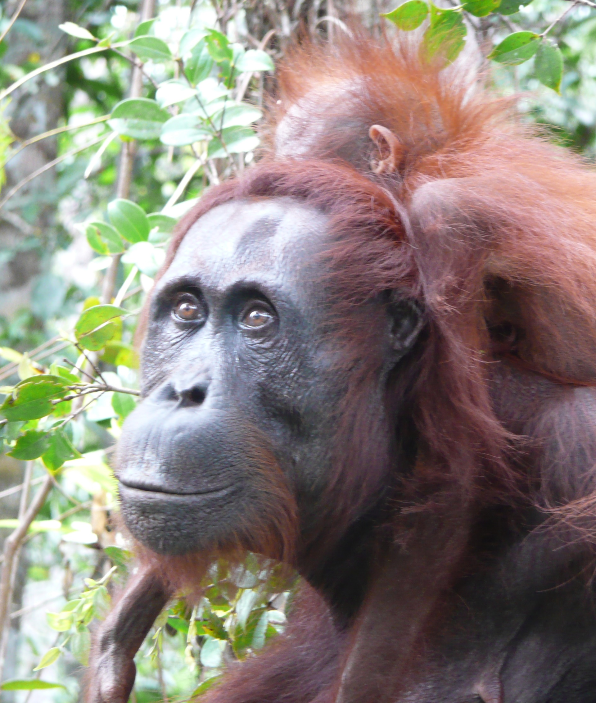 Femelle orang-outan et son petit